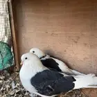 حمام ايراني