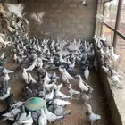 حمام فرنسي