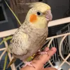 طير كروان اليف العمر 4اشهر السعر