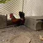 دجاج وديك كفو