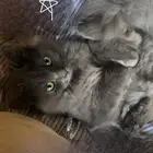 قطه