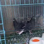 حمام جوز قلاب قطيفي جوز