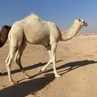 حاشي بات لي