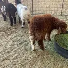 رخال نعيمي