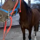 حصان شعبي كفو