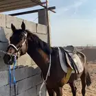 حصان مشروك.