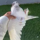 حمام للبيع ع السوم
