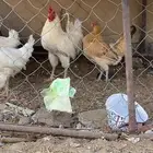 دجاج بلدي شرط