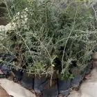 شتلات سدر بلدي مجاني العدد 40 شتله