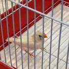طيور