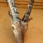راس غزال قديم