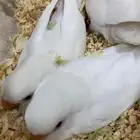 فروخ روز البينو