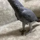 فرخ كاسكو سوبر سوبر جامبو