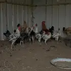 دجاج البيع ذكور