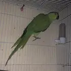 ذكر دره منتجه