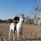 حصان ورق