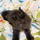 قطه للتبني