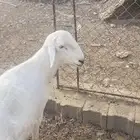 مشروع فحل العمر 10 شهور