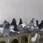 حمام للبيع اقل شي زوجين التواصل واتس