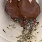 جوز كنق الموقع طبرجل