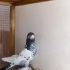انثى تيديه و انثى هنديه
