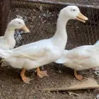 بط للبيع