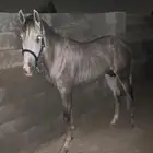 عسف خيل