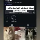 فندقة قطط