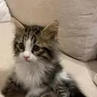قططه للبيع