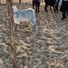 تيوس العدد 8