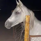 فرس شعبية شيخه