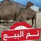 قعود سمين لباني عمره 8 اشهر