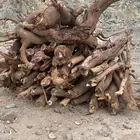 سمر حمله شاص