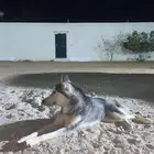 هاسكي