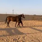 افراس حاضنات انقلينزيه للبيع