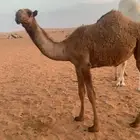 بكره شعلا
