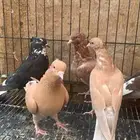 حمام ايراني