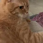 قط للتبني