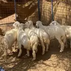 طليان للبيع