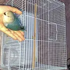طير روز للبيع ب 200 مع القفص
