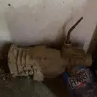 جربكس هيلكسس 99 نضيف