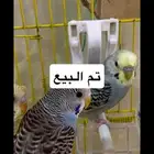 طيور حب (بادجي) للبيع