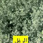 شتلات الرغل