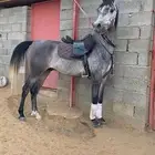 خيل حصان شعبي للبيع