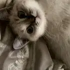 قط شيرازي للبيع
