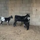 جفار دم قزمي معه بنته