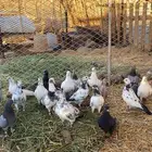 حمام مشكل للبيع