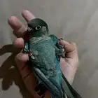 كنيور بلو شيك