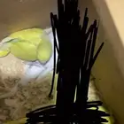 فرخ بداجي نشبه وصل سومه 80 والبيع قريب جدا  ونشبهه مره.