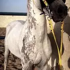 حصان